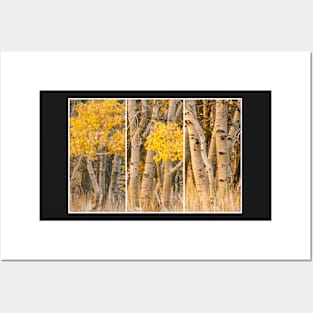 Aspens Trio Posters and Art